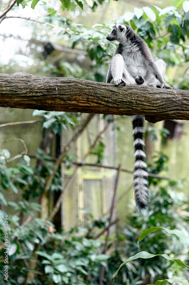 Fototapeta premium Ring-tailed lemur sitting on branch with long striped tail hanging down in green forest enclosure.