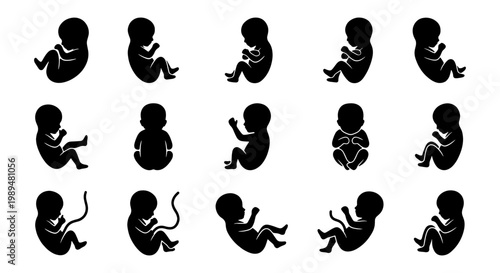 Human fetus silhouette icons set, 15 embryo development stages vector, prenatal growth and pregnancy medical symbols, black baby fetus illustrations
