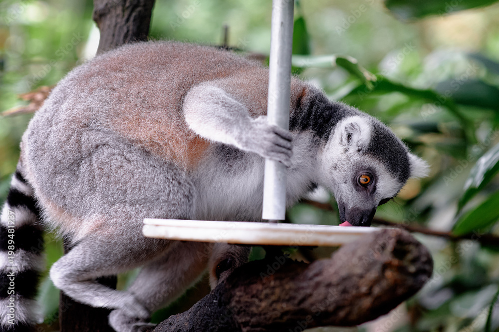 Fototapeta premium Close-up of lemur feeding on platform, gripping pole in lush tropical environment.