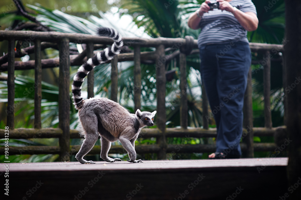Fototapeta premium Ring tailed lemur walking on wooden path with visitor photographing in background.