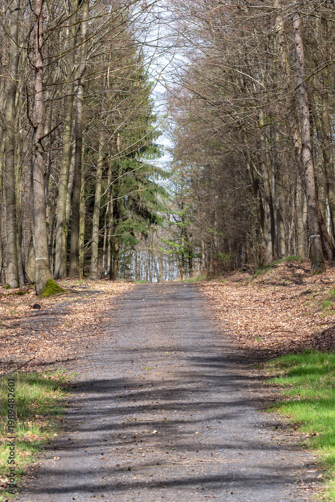 Fototapeta premium Forest path winding through bare trees with fallen leaves and green grass