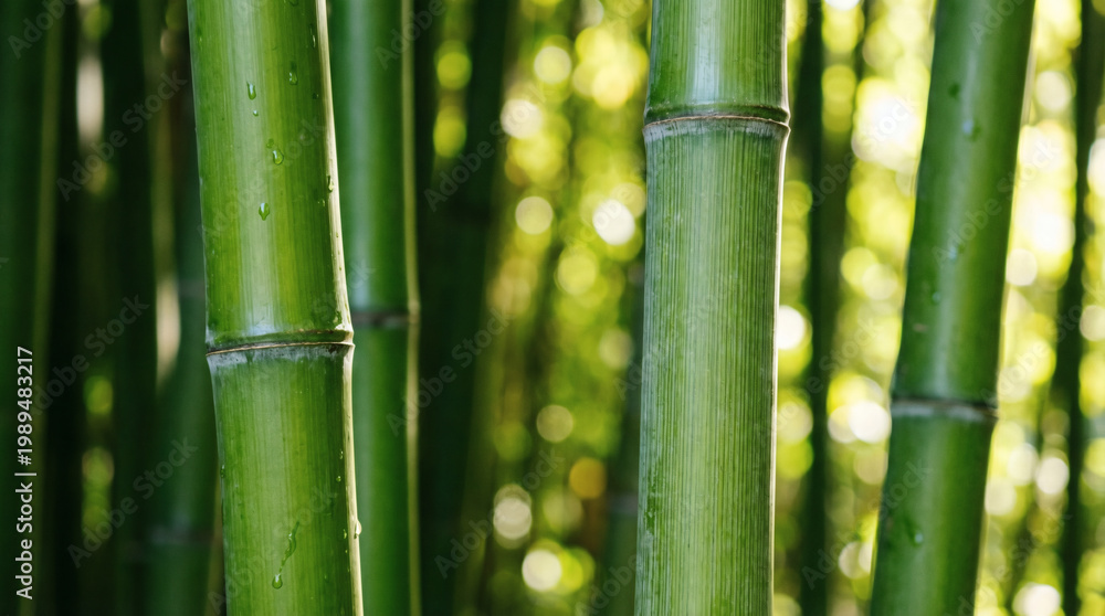 Fototapeta premium Close-up of lush green bamboo stalks in natural sunlight
