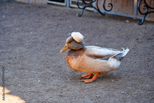 Charismatic and exotically crested duck walking on sunlit dirt surface near ornamental decorations. Duck features distinctive plumage and charming appearance, conveying a serene and picturesque scene.