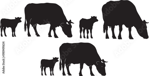 Silhouettes of cows and calves in a field with black and white animal husbandry livestock raising livestock production grazing animals farm animals country living livestock breeding livestock