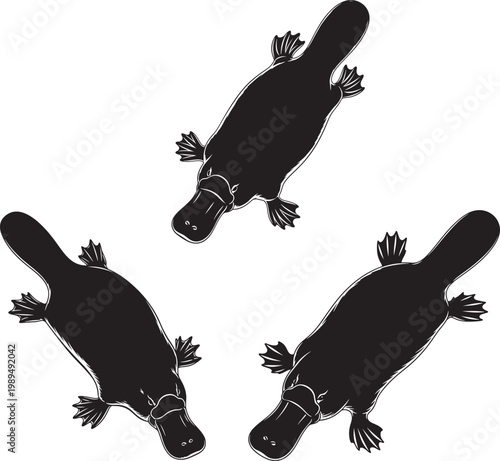 Three stylized black and white illustrations of platypuses with semi aquatic duck billed platypus unique animal illustration set drawing collection wildlife illustration rare animal webbed feet