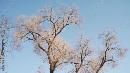 Intricate bare tree branches create detailed silhouettes against a vibrant, clear blue sky. This winter scene captures natural textures and thin twigs in soft daylight during a calm day. 