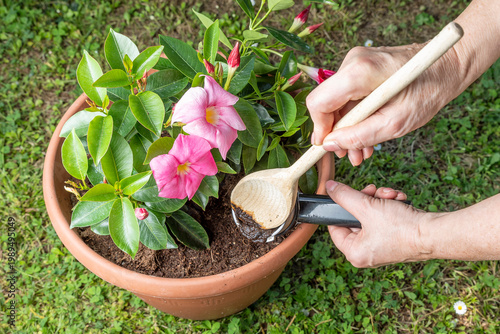 A woman pours coffee grounds into a potted plant to fertilize the soil
