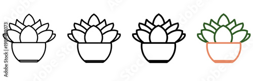 succulent