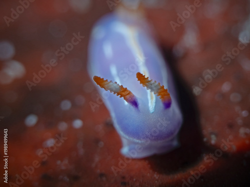 Three-lined pectenodoris (Pectenodoris lriilineata)