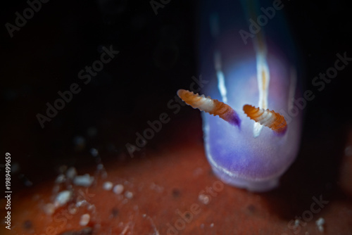 Three-lined pectenodoris (Pectenodoris lriilineata)