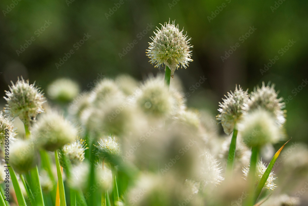 Photos ネギ坊主