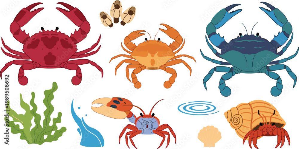 Obraz premium Set of Diverse Crab Illustrations Featuring Red Dungeness Blue Swimmer and Hermit Crabs with Seaweed and Seashell Accents for Marine Life and Seafood Graphic Designs