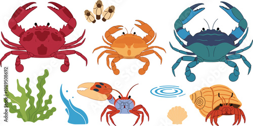 Set of Diverse Crab Illustrations Featuring Red Dungeness Blue Swimmer and Hermit Crabs with Seaweed and Seashell Accents for Marine Life and Seafood Graphic Designs