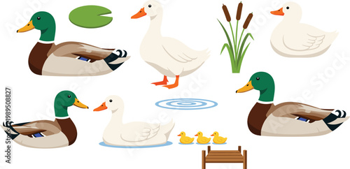 Set of Mallard and White Duck Illustrations Featuring Adult Birds and Ducklings with Pond Accessories Including Reeds Lily Pads and Wooden Pier for Farm Wildlife Graphic Designs