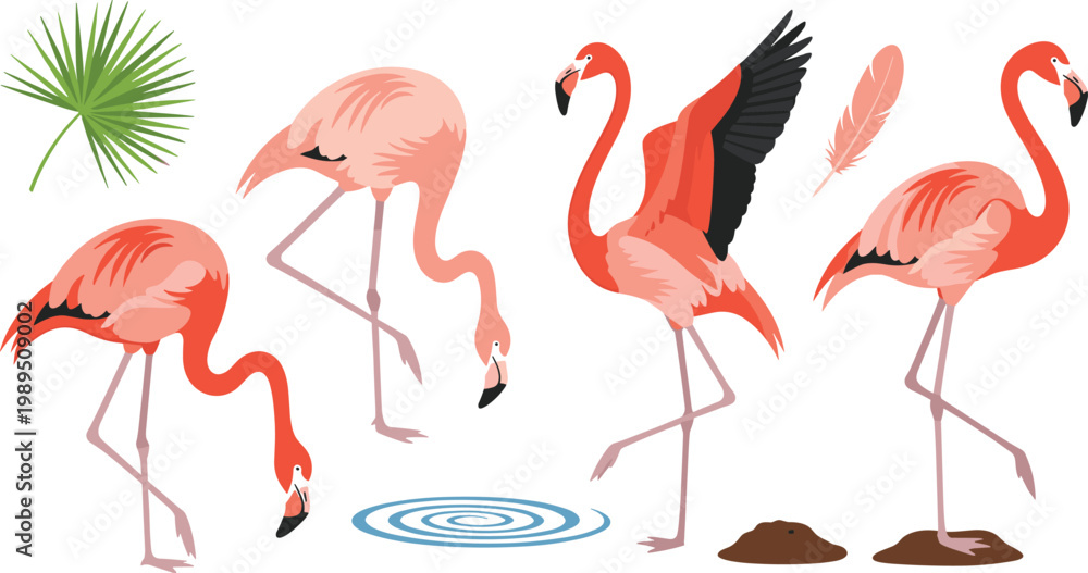 Fototapeta premium Set of Pink Flamingo Illustrations Featuring Diverse Standing and Grazing Poses with Tropical Palm Leaf and Feather Accents for Summer Wildlife and Exotic Nature Graphic Designs