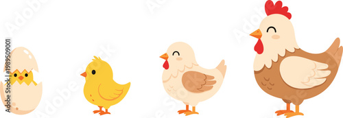 Life Cycle of a Chicken Illustrations Featuring Egg Hatching Chick Young Hen and Adult Rooster for Educational Biology and Farm Poultry Graphic Designs