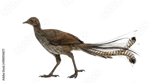 lyrebird walking profile view
