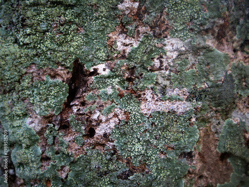 Lichens are a mutualistic symbiosis between fungi and algae or cyanobacteria that grows attached (epiphytic) to tree bark. They are not parasites, but rather indicators of clean air.