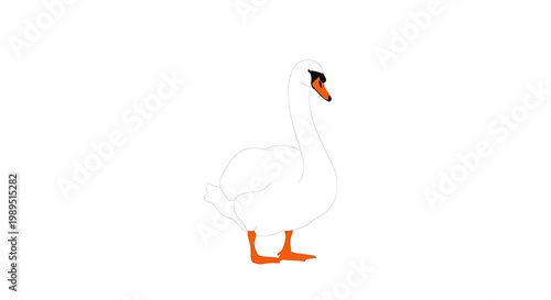 A white swan with an orange beak and feet