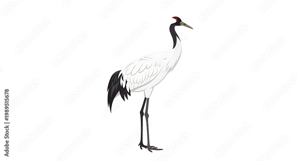 Fototapeta premium A white crane with black feathers on its head and tail