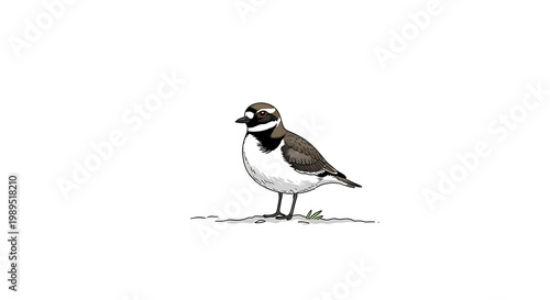 A small bird with a black and white body