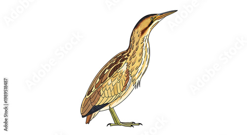 A brown bird with black spots standing on one leg