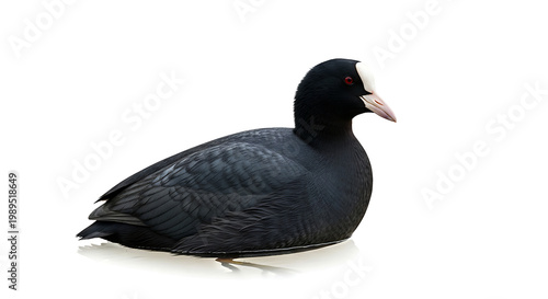 A black bird with a red beak