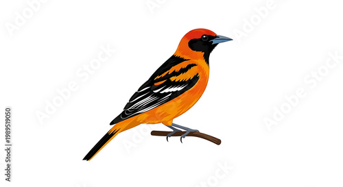 A vibrant orange bird with black and white wings