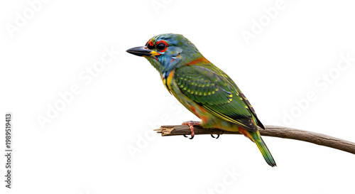 A colorful bird perched on a branch