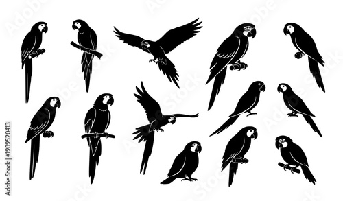 Parrot silhouette set vector illustration tropical bird collection
