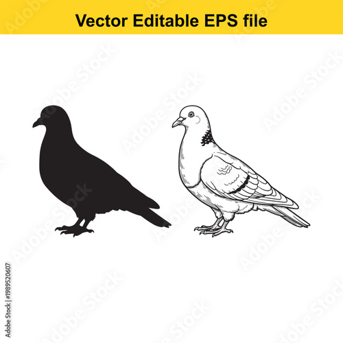 Vector art of silhouette and sketch of a pigeon standing