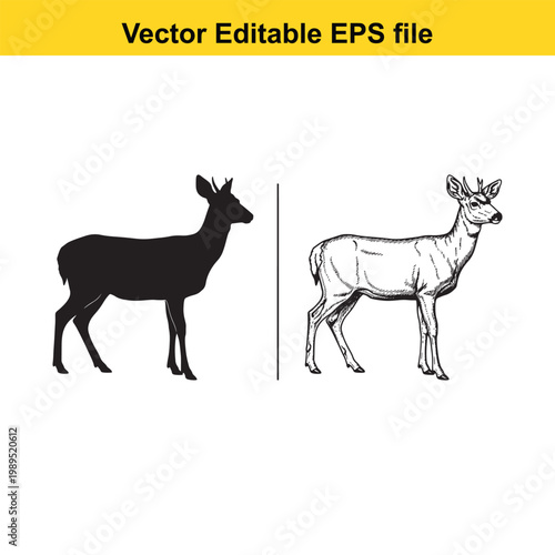 Vector art of silhouette and sketch of a deer standing