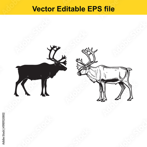 Vector art of two reindeer, one in silhouette and the other detailed, standing sidebyside isolated on a