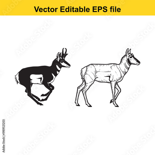 Vector art of two pronghorn antelopes, one in silhouette and one detailed drawing