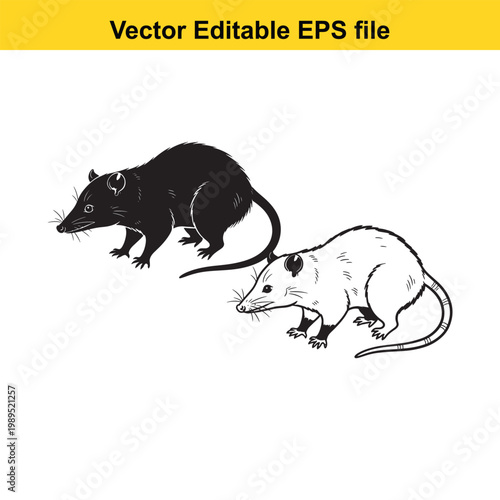 Vector art of two stylized drawings of a rat, one in black and white silhouette, the other in a detailed sketch
