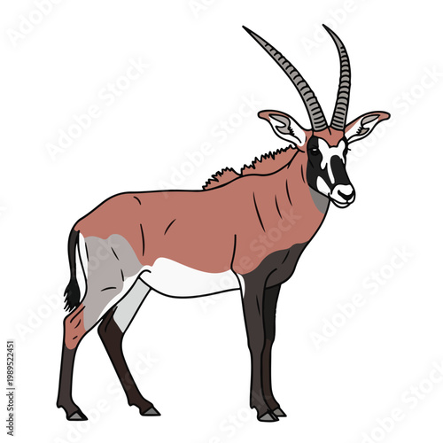 Sable Antelope Standing Isolated on White Background