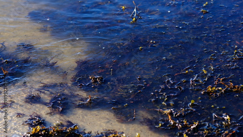 Rockweed or popweed, bladder wrack (Fucus vesiculosus) in the littoral zone, Baltic Sea, Estonia