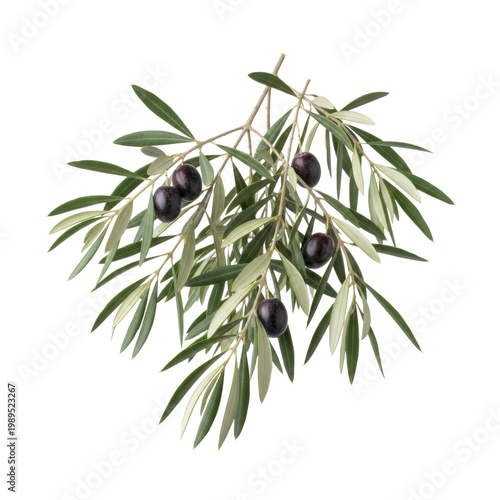 Fresh organic olive branches with deep green and silvery leaves and ripe dark fruit, captured against a stark white studio background, elegant minimalist aesthetic