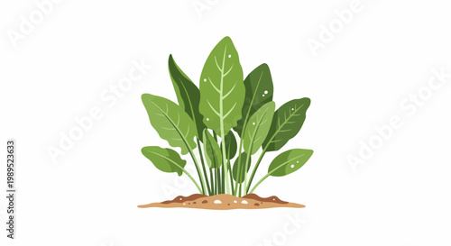 A bunch of lush green spinach plants growing from brown soil