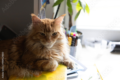 Bild auf Leinwand Cat resting on a desk with office supplies during the day in a bright room