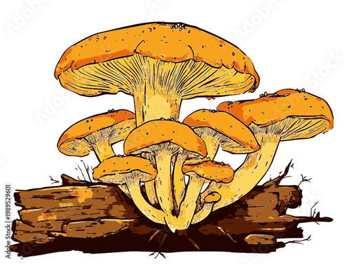 vector illustration of parasitic plants, moss, fungi, and umbrellas