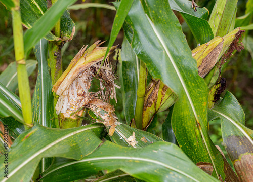 Fotografie Close-up of corn cob damaged by rat pest in agricultural field, showing crop failure and harvest loss