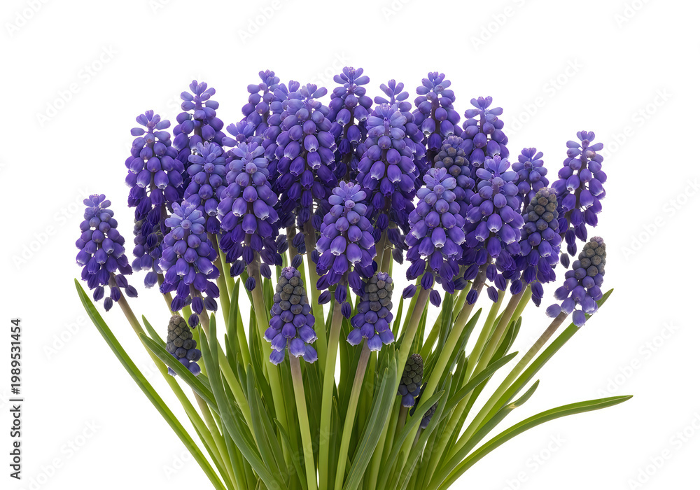 Fototapeta premium A vibrant bouquet of purple grape hyacinths in full bloom