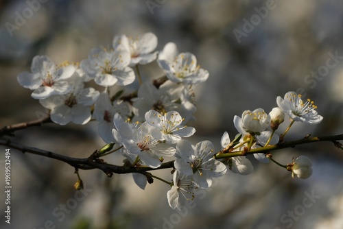 Flowering fruit tree in spring. White small flowers of Mirabelle plum, also known as mirabelle prune or cherry plum (Prunus domestica subsp. syriaca).