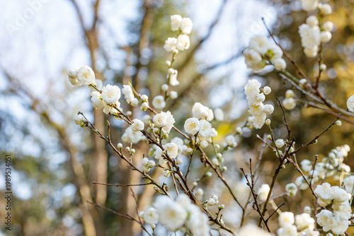 Quadro su tela Dwarf flowering almond Alba Plena branches with flower buds - Latin name - Prunu