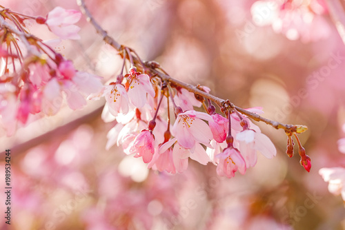 Cherry blossom in spring close up. Floral background. Selective focus.