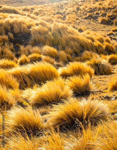 Golden Tussock Grass Tufts Backlit Glowing Yellow Swaying On A Mountain Slope In High Contrast Natural Sunlight And Wild Mountain Landscape