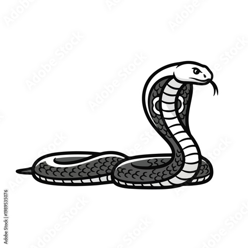 Snake in threatening posture with raised hood on white background