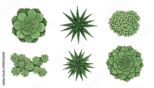 A top-down view captures a beautiful collection of various green succulents with unique shapes and textures.