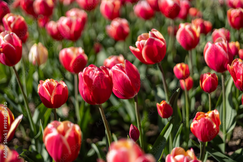 Fototapeta premium Fond floral de tulipes rouges
